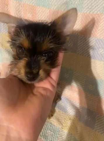 2 Pups ?Special ? in Archdale, North Carolina