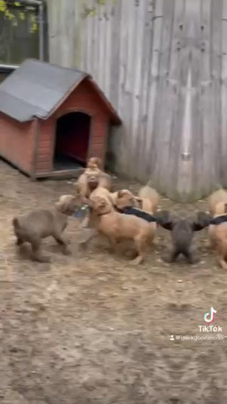 Cane Corso Puppies For Sale in Columbia, South Carolina