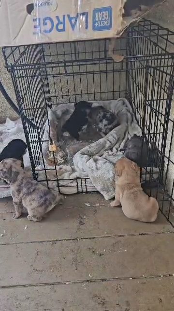akc french merle and tri color puppies in Riverside, California