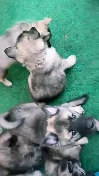 Norwegian Elkhound Full Breed Litter in South Laurel, Maryland