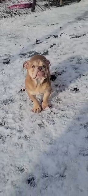 old English bulldog in Jersey City, New Jersey