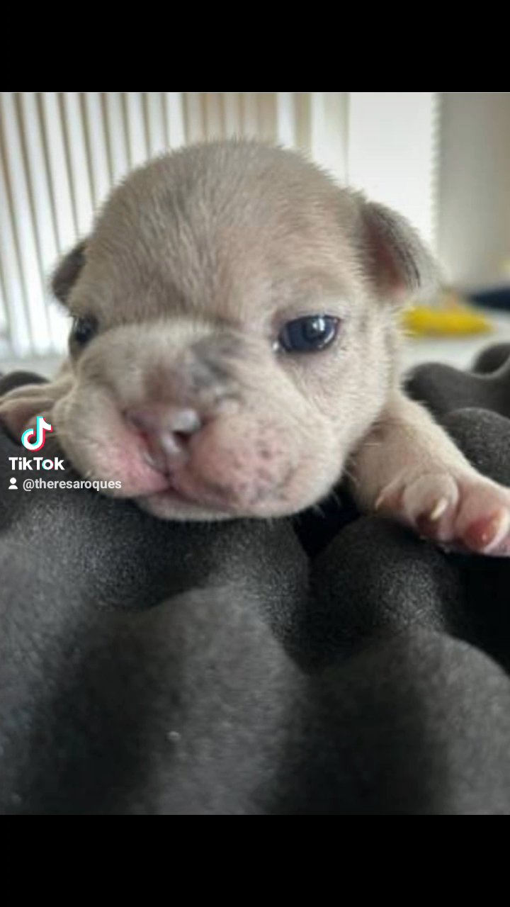 akc french bulldog tri and merle  pups in Riverside, California