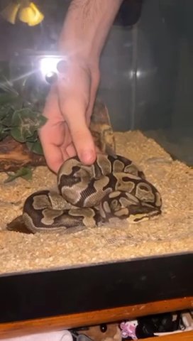 enchi lesser F with cage in Indianapolis, Indiana