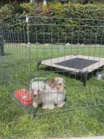 Lhasa Aspo/ Maltese Puppies in Fullerton, California