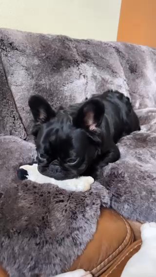 Fluffy Frenchie Stud Service in Glendale, Arizona