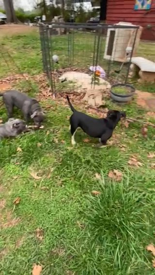 Brahma Bully Puppies in Lincolnton, North Carolina