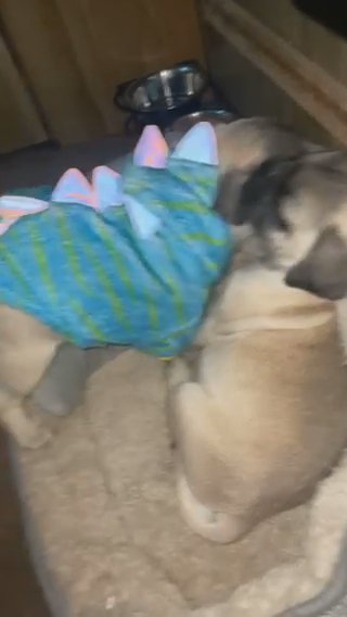 Full Breed Pugs in Perris, California