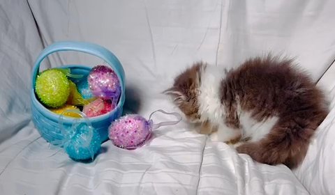 Munchkin Kitten !! in Houston, Texas