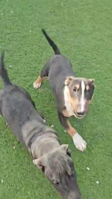 miniature bullterrier in Las Vegas, Nevada