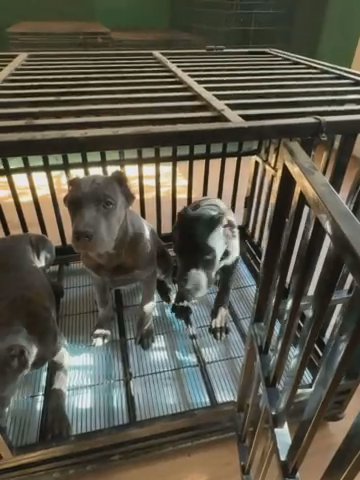 Phlawless Corso Pups in Kennesaw, Georgia