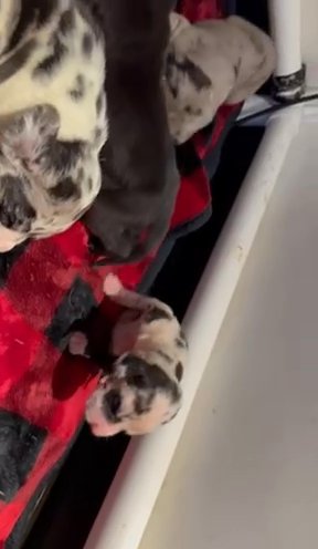 Bugatti—AKC, Heavy Euro, Standard Merle Female in Lexington, North Carolina