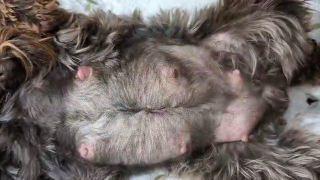 Puppies kicking! AKC Toy schnauzer in Cambridge, Maryland
