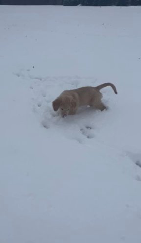 Golden Retriever Puppy Needs Lots Of Attention in Cadillac, Michigan