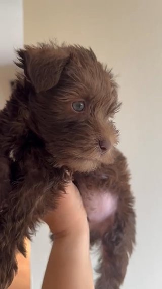Mini Schnauzer (exotic Green And Blue Eyes ) in Kissimmee, Florida