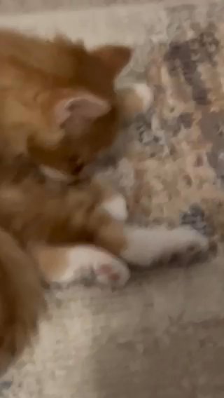 Kitten in Denver, Colorado
