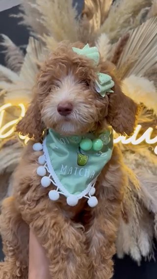 F1bb Mini Labradoodle Female in Houston, Texas
