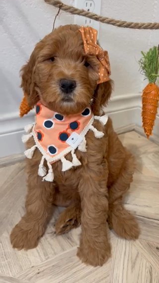 F1b Medium Goldendoodle Female in Houston, Texas