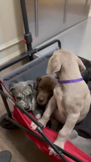 Euro Great Dane Puppies in Tallahassee, Florida