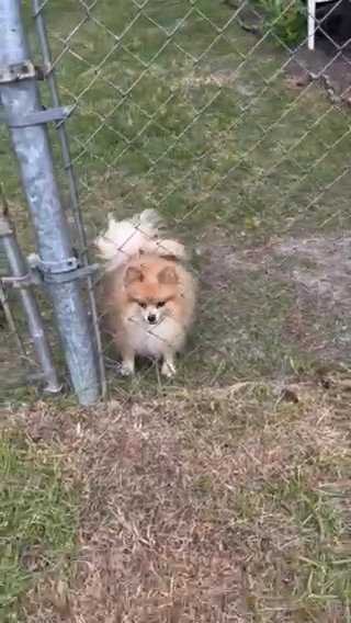 Male Pomeranian Stud Services in Hilton Head Island, South Carolina