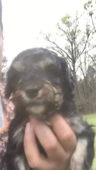 Teddy F1b Micro Mini Bernedoodle in Greenwood, South Carolina