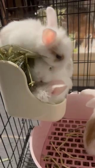 Lion head Bunnies in Philadelphia, Pennsylvania
