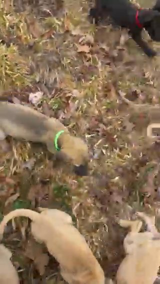 AKC Great Dane Pups!! in Birmingham, Alabama