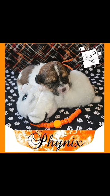 Phynix in Tooele, Utah