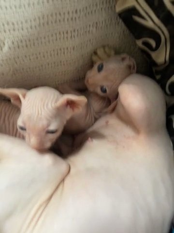 two female sphynx available in Cleveland, Ohio