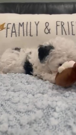 Teacup Poodle in New York City, New York