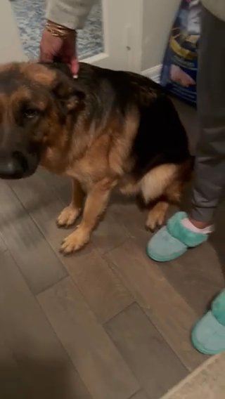2 Year Old Female German shepherd in Houston, Texas