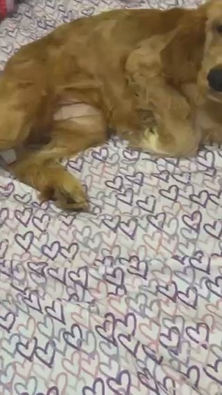 Cocker Spaniel in Augusta, Georgia