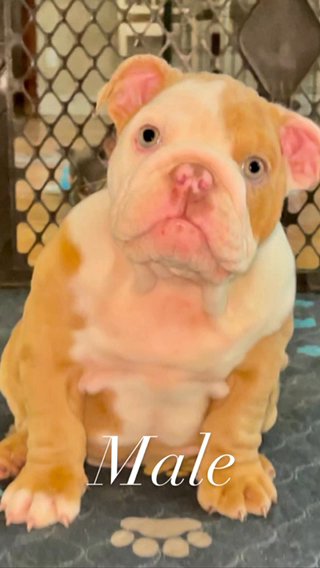 Available Pups in Menifee, California