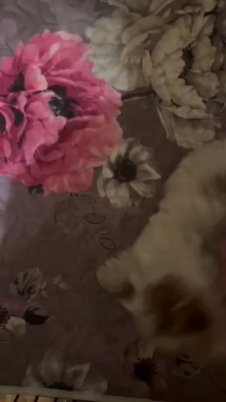 Akc Chocolate Yorkie in Cleveland, Ohio