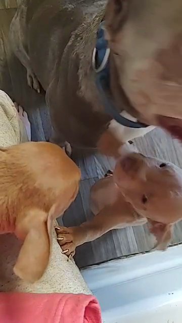 American Bully puppies in State College, Pennsylvania