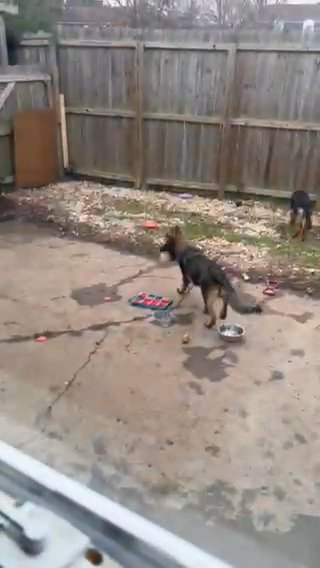 German Shepherd Puppies in Virginia Beach, Virginia