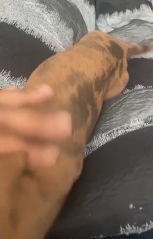 Dapple Dachshund in Augusta, Georgia