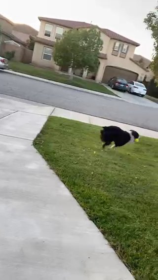Australian Shepherd Dog in Menifee, California