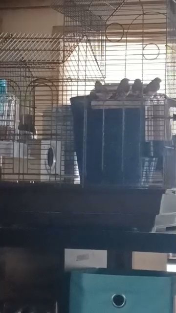 4 male finches for rehoming in Lexington, South Carolina