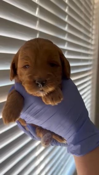 Pink Girl Goldendoodle in Dallas, Texas