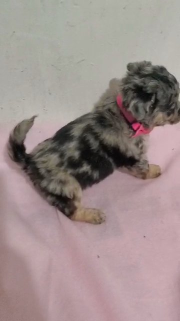 $1800 Firm Girl chihuahua  NYC in New York City, New York