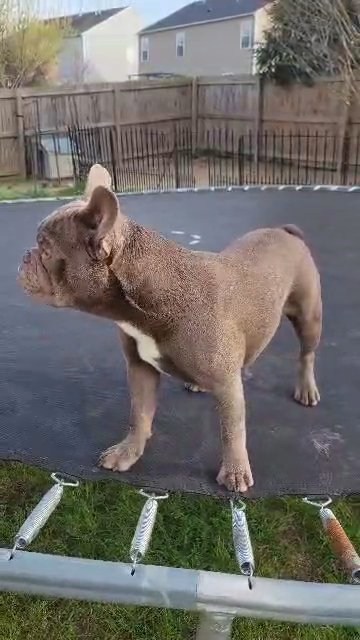 Isabella boy in Raleigh, North Carolina