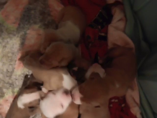 3 week old brindle pit bull terriers in Milwaukee, Wisconsin