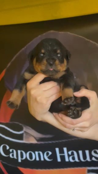 Rottweiler Puppies Jack & Ducatti in Florence, South Carolina