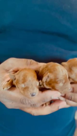 Red Toy Poodles in Houston, Texas