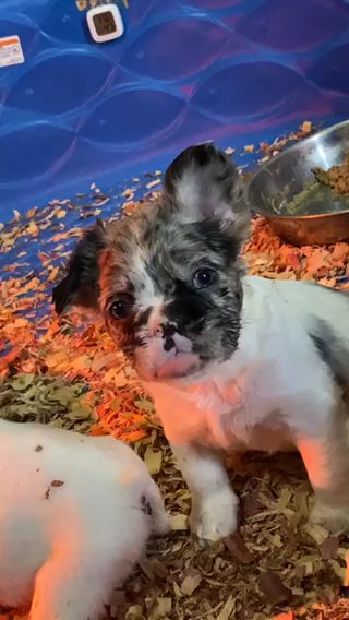Frenchie Fluffy Merle in Milwaukee, Wisconsin