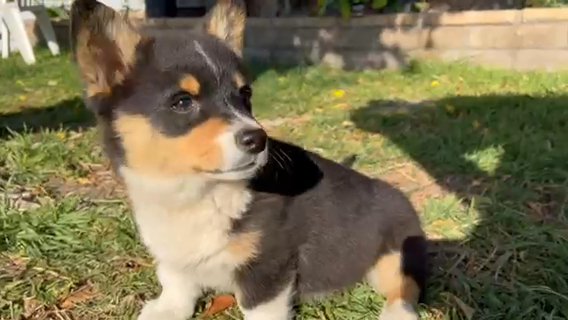 Corgi Puppy in Colton, California