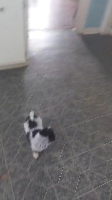 Chihuahua heeler rescues in Muncie, Indiana