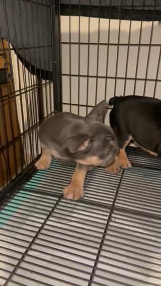 2 French Bulldog Puppies in Upland, California