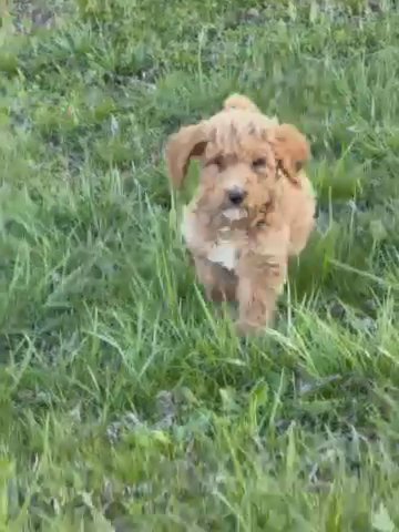 Goldendoodle in Tulsa, Oklahoma