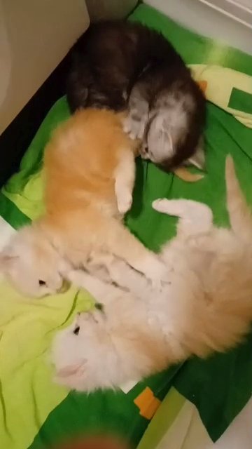 Maine Coons kittens in Palm Coast, Florida